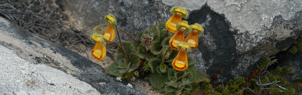 LADY'S SLIPPER Calceolaria fothergillii